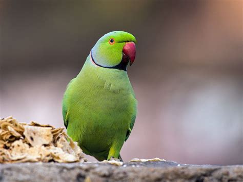 Rose-ringed Parakeet Bird Facts (Psittacula krameri) | Birdfact