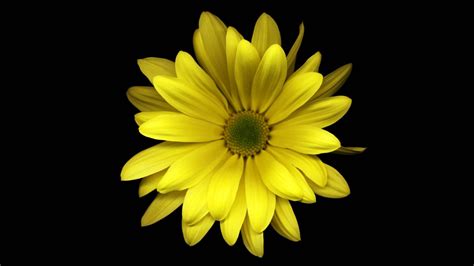 Yellow Flower In Black Background HD Yellow Wallpapers | HD Wallpapers ...