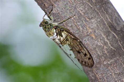 Cicadas Sound