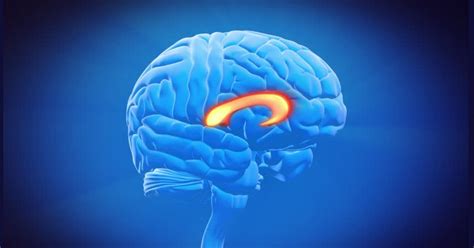 Brain corpus callosum: anatomy, functions and parts - Wellnessbeam