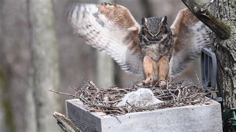 Great Horned Owl Nest Cam 1 - YouTube