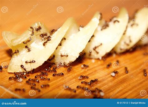 Ants Eating Stock Photography - Image: 517512