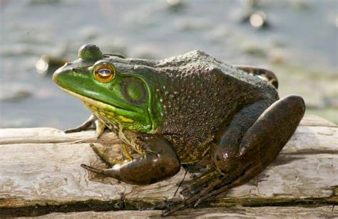 American Bullfrog - Natural History on the Net