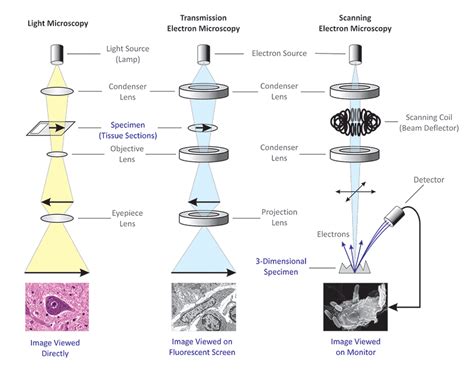 Cell Theory History - Biology for Senior High School