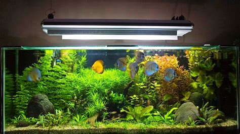 10 Aquarium Maintenance Tips for Newbies (#8 is a Lifesaver)