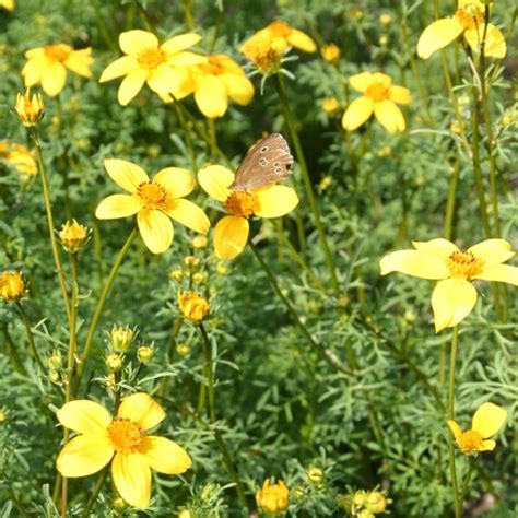 Apache Beggarticks | Bidens ferulifolia | De Bolster Organic Seeds