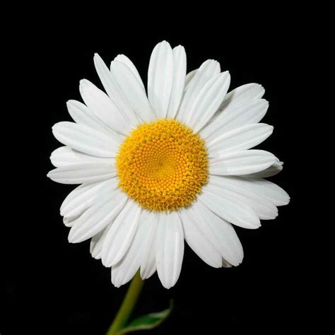 Daisy - planting, care, blooming of oxeye, the 5th anniversary daisies!