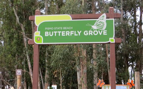 Monarch Butterfly Grove at Pismo State Beach - California Beaches