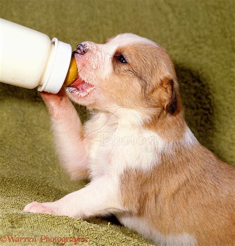 Dog: Puppy feeding from a bottle photo WP00544