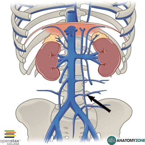 lumbar veins Archives - AnatomyZone