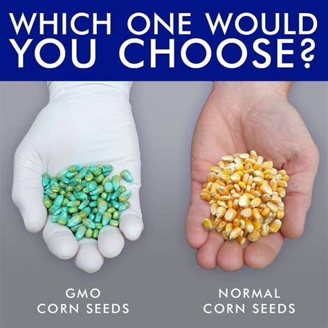 HugeDomains.com | Gmo corn, Corn seed, Gmo labeling