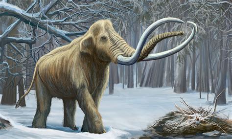 Columbian Mammoth | Animal of the world Wiki | FANDOM powered by Wikia