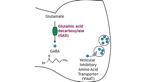 Neurotransmitter Synthesis and Storage – Foundations of Neuroscience