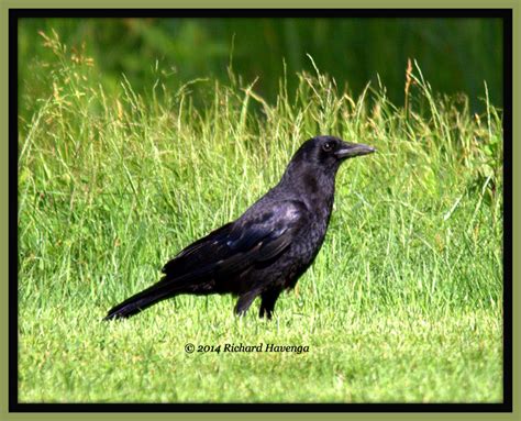 Walk With Father Nature: Cawing Crows