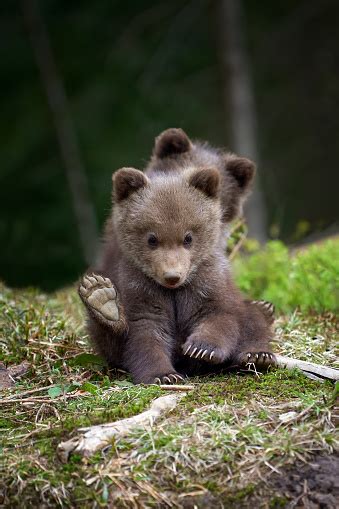 Wild Brown Bear Cub Closeup Stock Photo - Download Image Now - iStock