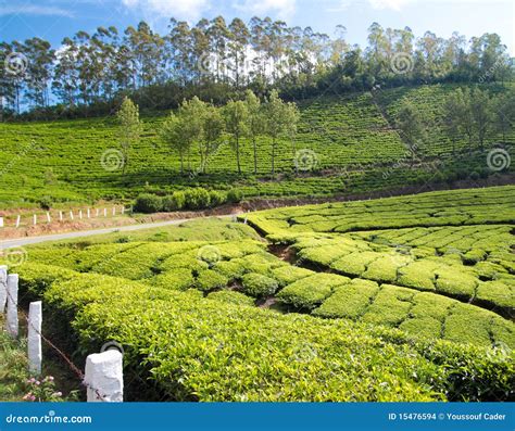 Tea cultivation stock photo. Image of idyllic, green - 15476594