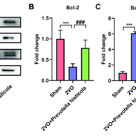 Prevotella histicola transplantation inhibits the apoptosis of ...