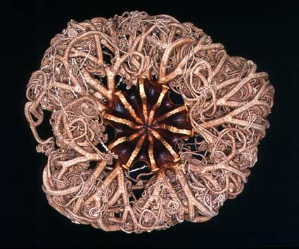 Deep-sea basket star – Starfish, sea urchins and other echinoderms – Te Ara Encyclopedia of New ...