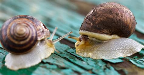 Do Snails Eat Each Other? – Reptile Wrestler