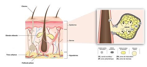 Physiology and functions of the sebaceous gland - Bioalternatives