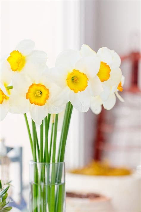 Bouquet of white daffodils stock image. Image of decor - 91340159