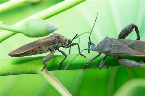 Boxelder Bug stock photo. Image of disease, boxelder - 26218870