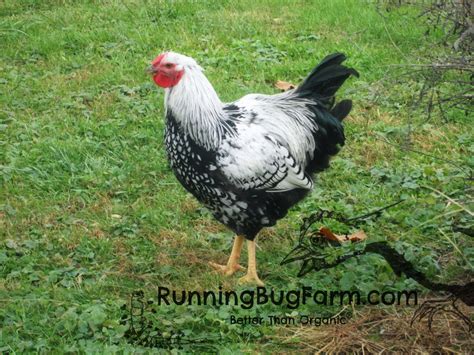 Silver Laced Wyandotte Rooster Feathers Qty: 25 Size: 3-3.5" (Gallus ...