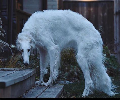 Pretty Animals, Cute Animals, Borzoi Dog, Russian Wolfhound ...