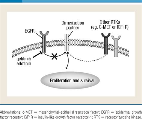 Gefitinib Mechanism Of Action