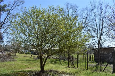 Mayhaw – a Native Fruit Tree Worth Considering for Niche Markets ...