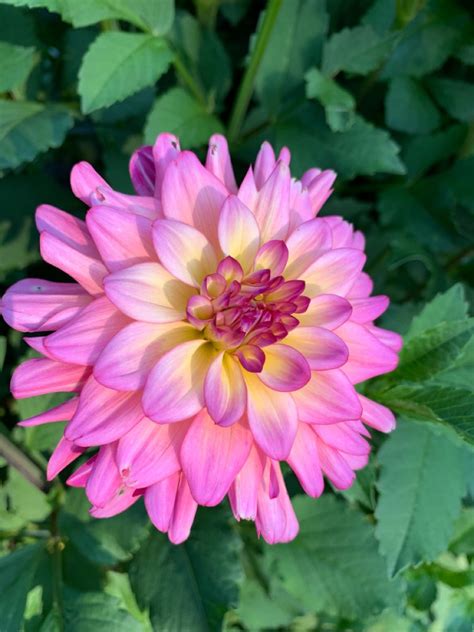 BAHAMA MOMA DAHLIA | Beautiful pink flowers, Pretty flowers, Dahlia