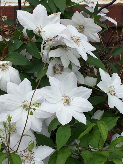 Pin by Krysta Smith: Floral Artistry on White wedding flowers | White clematis, Clematis flower ...