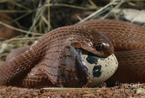 Egg-eating Snake Photograph by Daniel Heuclin