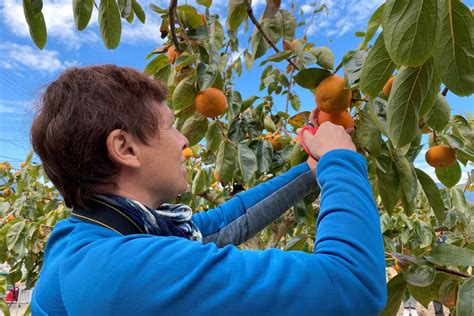 Picking Persimmon in Katsuragi - Wakayama - Japan Travel