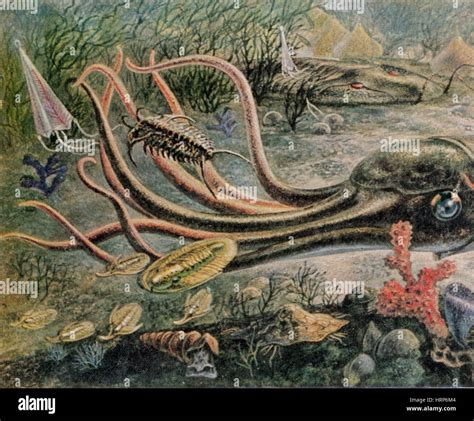 Paleozoic Era, Prehistoric Marine Fauna Stock Photo - Alamy