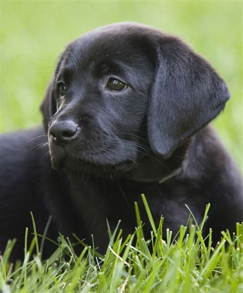 black lab pup #labradorpuppymix | Labrador retriever, Lab puppies, Labrador