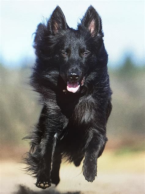 Dutch Shepherd - Training Course on Dutch Shepherd