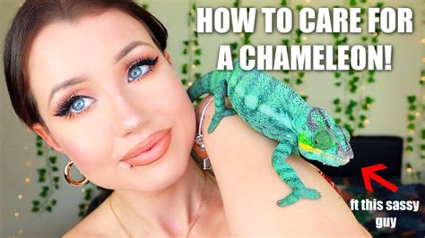 WATCH THIS BEFORE YOU GET A CHAMELEON.. (Care Guide, Setup + Tips ...