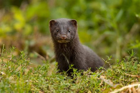 Breathing Labs – Study identifies an unknown SARS-CoV-2 lineage on three mink farms in Poland