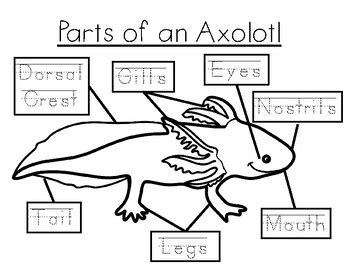 Axolotl Anatomy- The Parts of an Axolotl by PinkFrogScience | TPT