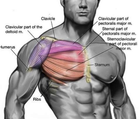 Chest Muscles Anatomy Labeled Neck And Chest Muscles - vrogue.co