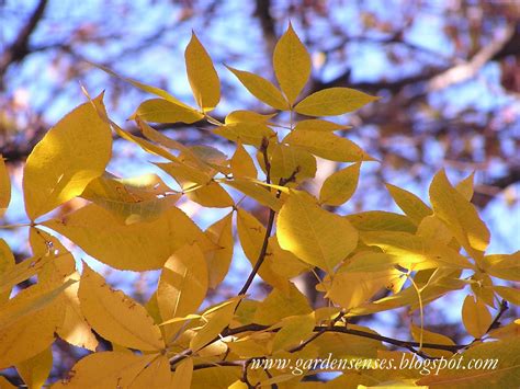 Garden Sense: Fall Color - Brilliant Trees