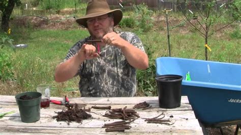 The Basics of Comfrey Propagation by Root Cuttings - YouTube