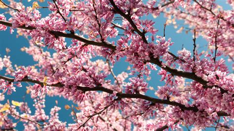 Download wallpaper: Pink blossoms 1920x1080