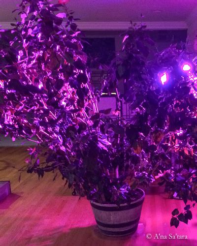 The Indoor Sun: Growing orchids under high intensity LED grow lights