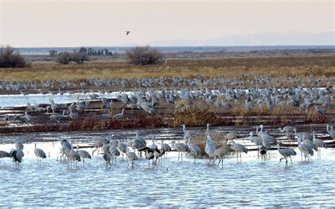 Record number of sandhill cranes winter in Arizona this year