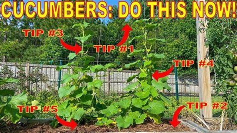 Cucumber Growing Tips