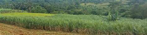 Sugar Cane Farming Process In The Philippines - Jihatsu Eco Farm