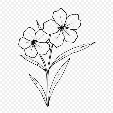 Beautiful Flower Sketch, Flower Drawing, Flower Sketch, Flower PNG and Vector with Transparent ...