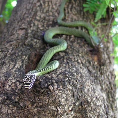 Snakes in Thailand (102 Different Species) - SnakeTracks.com